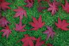 USA, Washington State, Seabeck. Fallen red Japanese maple leaves. Art Print